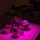 10W Full-Spectrum LED Grow Light - 4-Band Red/Blue/UV/IR for Indoor Plant Growth