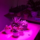 65W Full-Spectrum LED Grow Light - 5-Band Red/Blue/UV/IR/White for Indoor Plant Growth