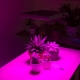 30W LED Grow Light - 2-Band Red/Blue for Indoor Plant Growth